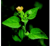 Бала / Сида Сердцелистная (10 шт.) / Sida cordifolia